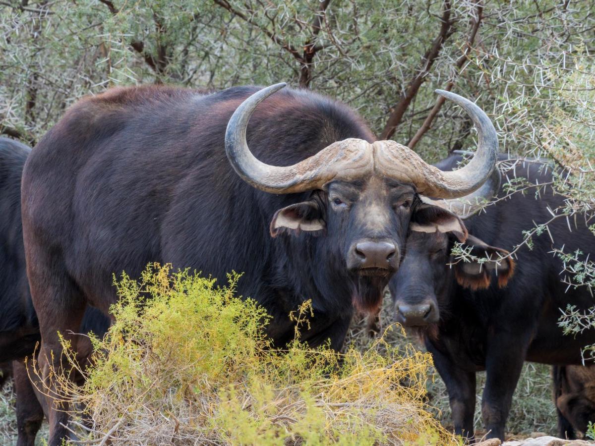 Sanbona Wildlife Reserve Barrydale Exterior photo